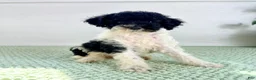 Bernedoodle dogs for sale: Wednesday - Ad 5