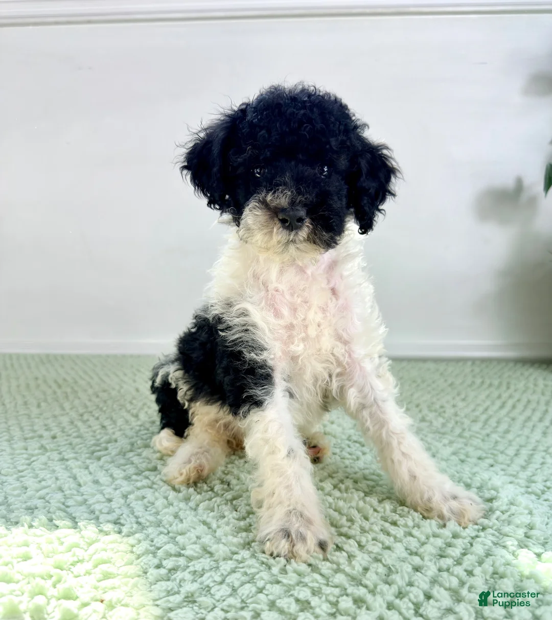 Bernedoodle dogs for sale: Wednesday - Ad 5