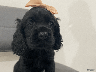 Cocker Spaniel dogs Pepper - Ad 30