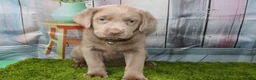 Labrador Retriever dogs for sale: Labrador Retriever Puppy 2 - Ad 3