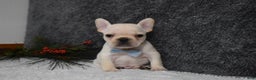French Bulldog dogs for sale: Wyatt  - Ad 2