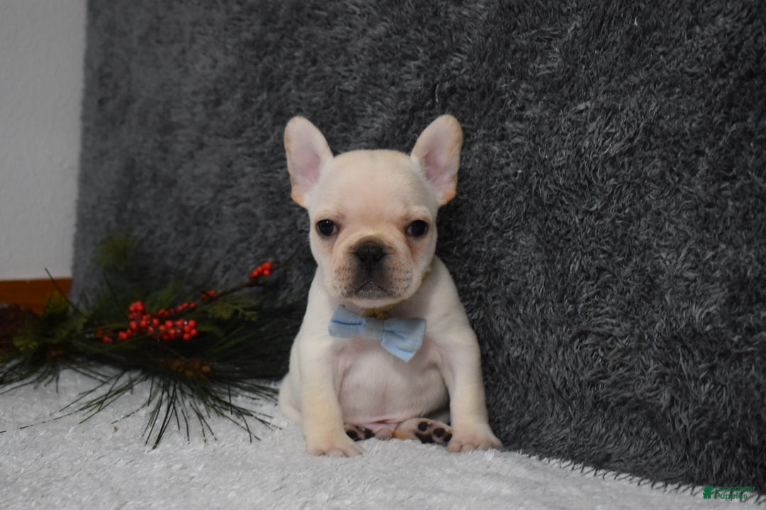 French Bulldog dogs for sale: Wyatt  - Ad 2