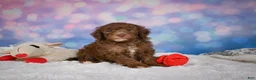 Mini Goldendoodle dogs for sale: Jasper - Ad 5