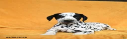 Dalmatian dogs for sale: Cam  - Ad 2