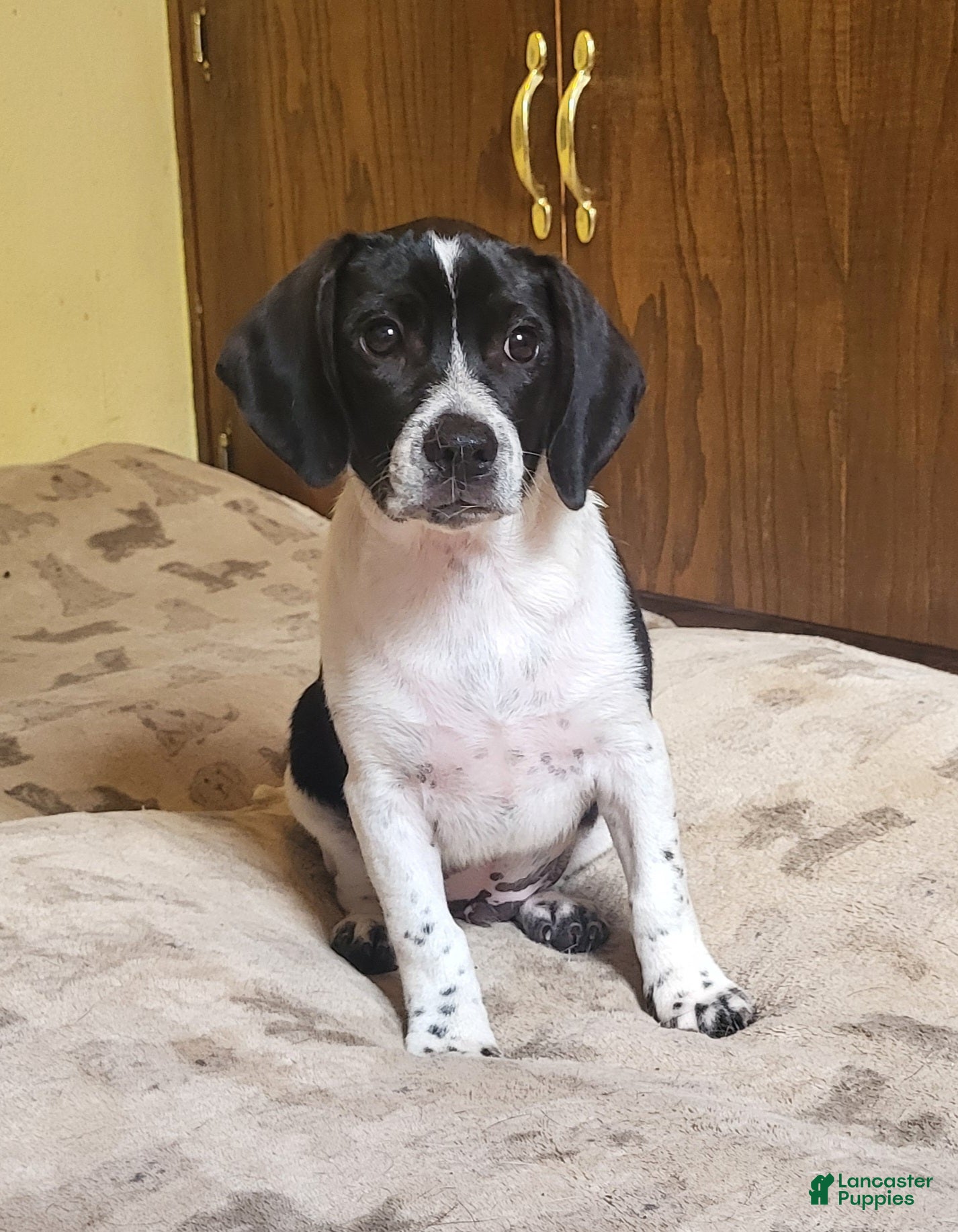 Puggle dogs Max - Ad 6