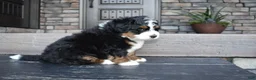 Mini Bernedoodle dogs for sale: Jett - Ad 3