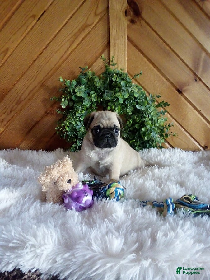 Pug dogs Bean - Ad 2