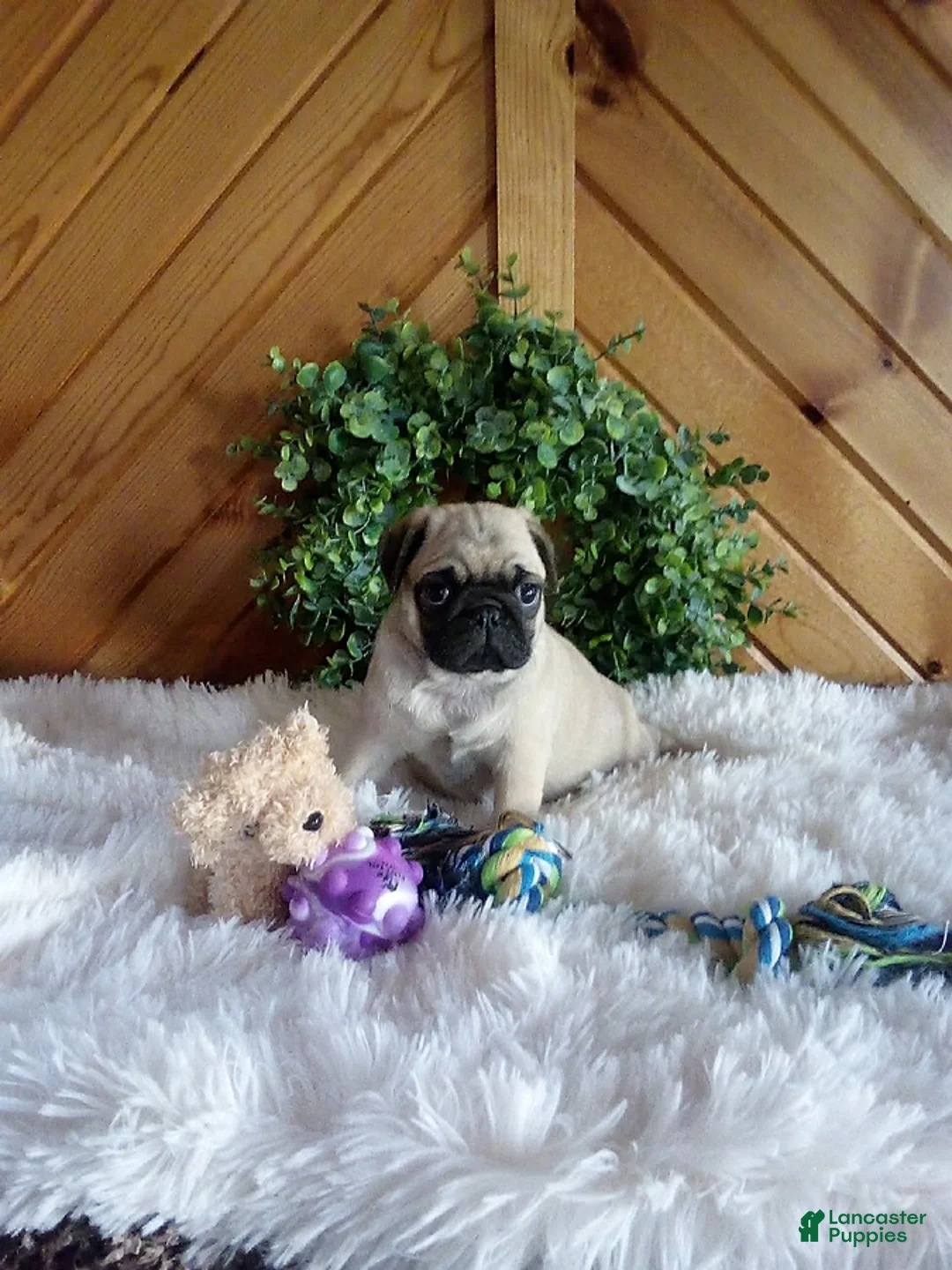 Pug dogs for sale: Bean - Ad 2