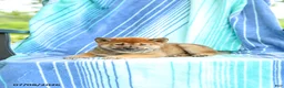 Shiba Inu dogs for sale: Posey - Ad 3