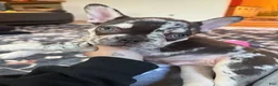 French Bulldog dogs for sale: CHOCO - Ad 8