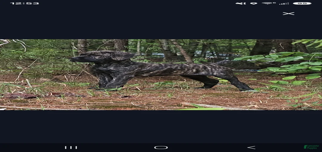 Gallery Image {{count}}