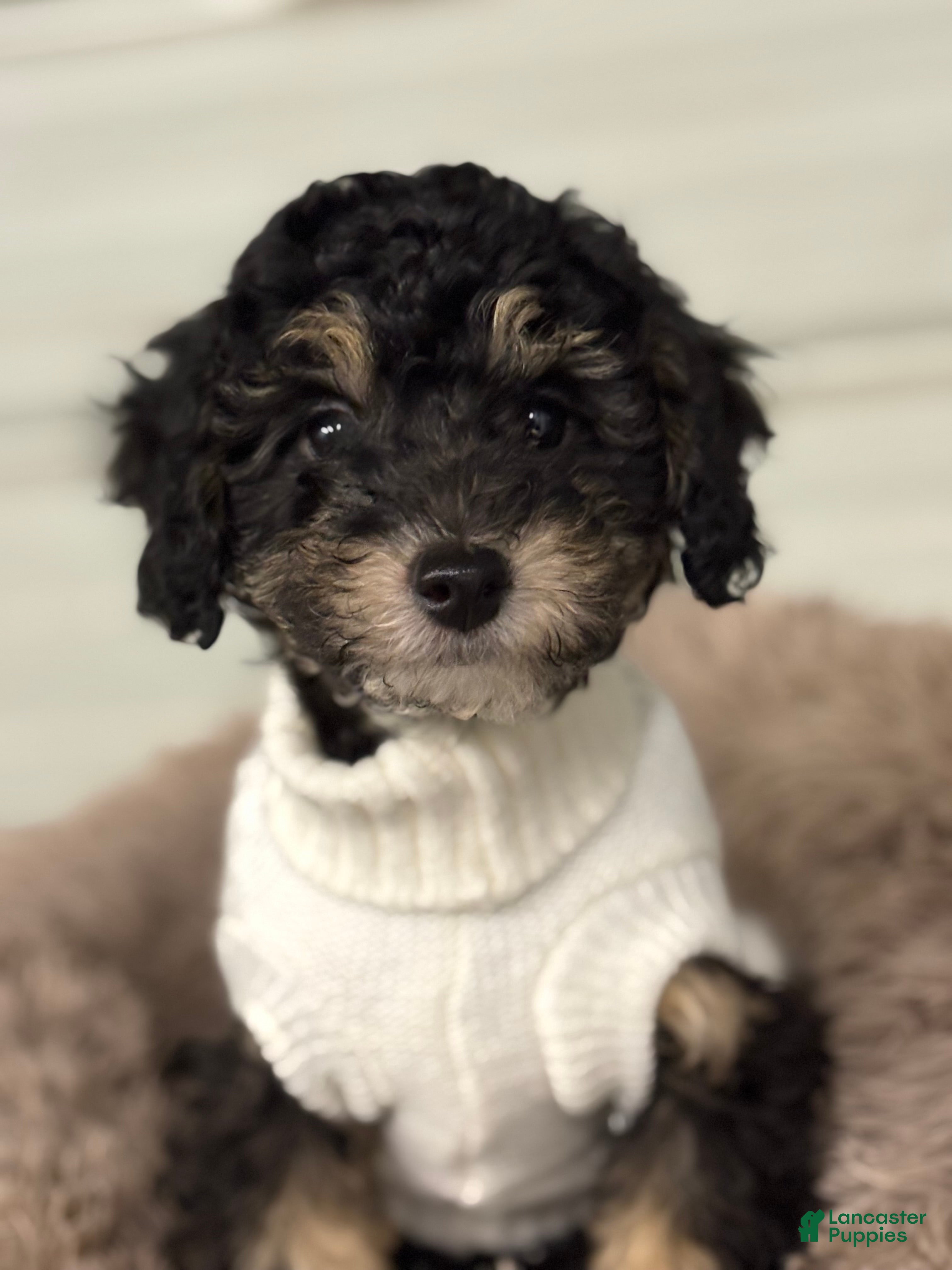 Miniature Poodle dogs Natalie - Ad 2