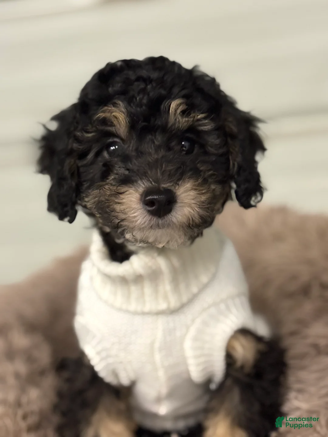 Miniature Poodle dogs for sale: Natalie - Ad 1