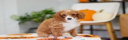 Toy Poodle dogs for sale: Waverly - Ad 7