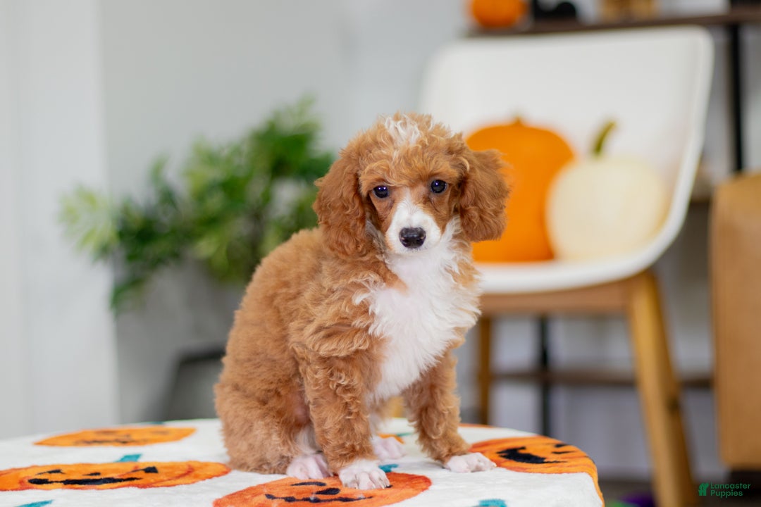 Toy Poodle dogs for sale: Waverly - Ad 7
