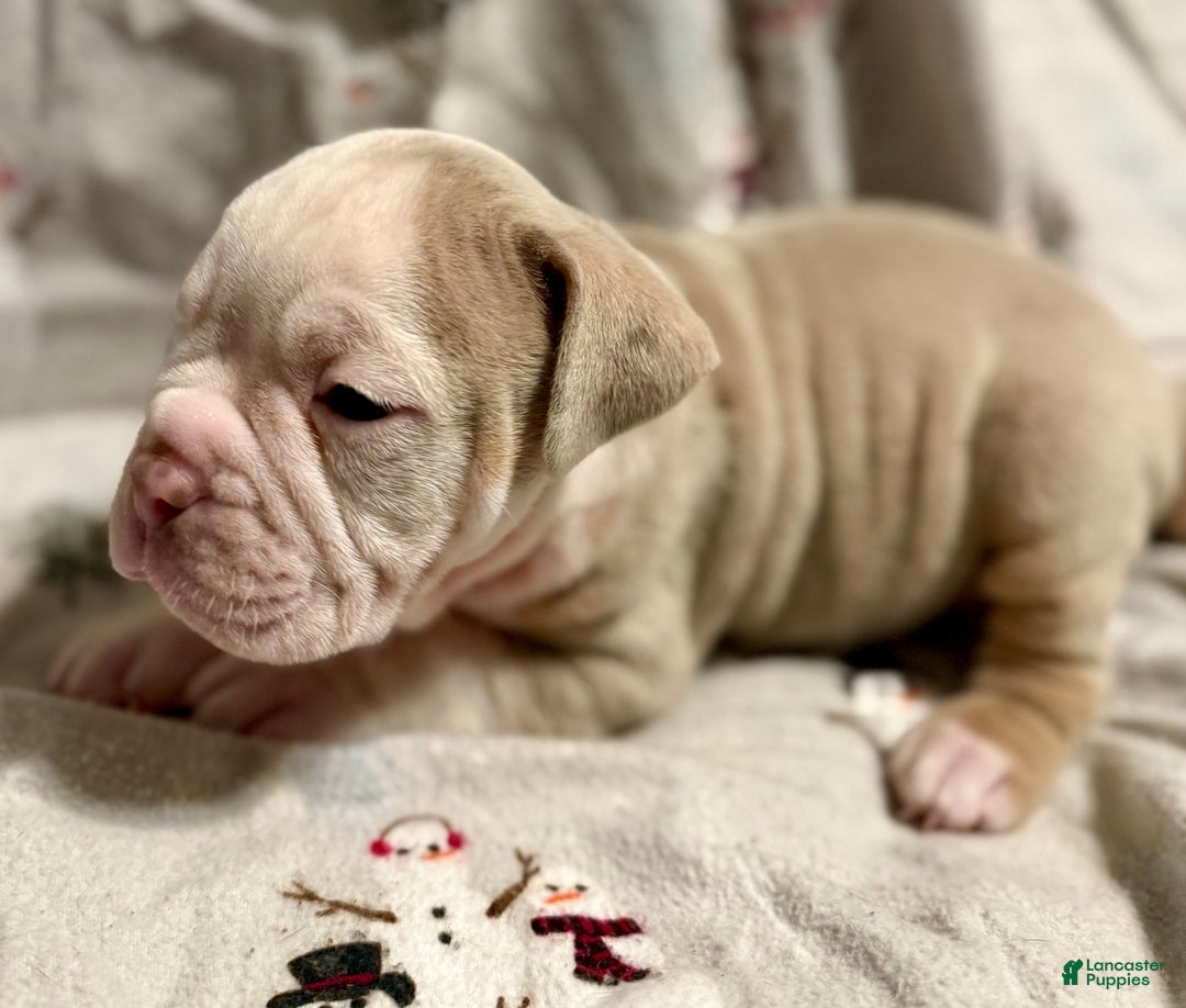 Olde English Bulldogge dogs for sale: John  - Ad 2