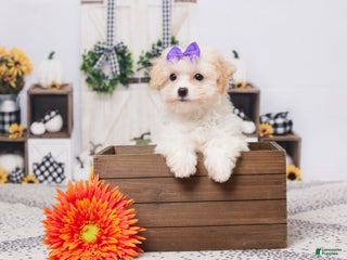Maltipoo dogs - Ad 28