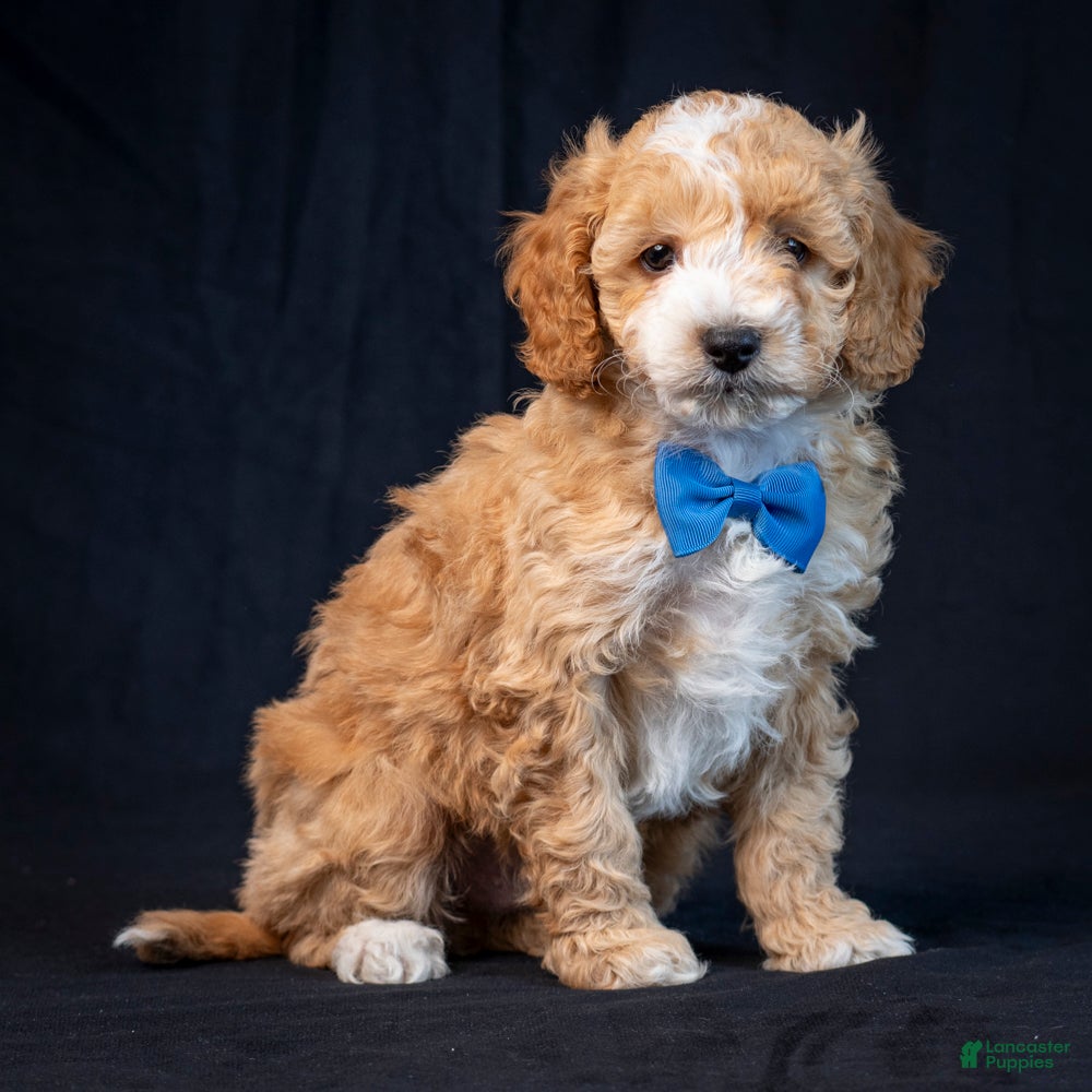 Mini Goldendoodle dogs Buster - Ad 42