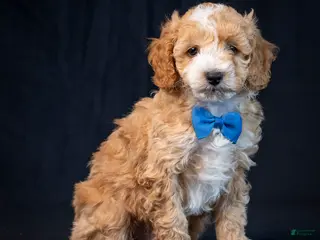 Mini Goldendoodle dogs Buster - Ad 42