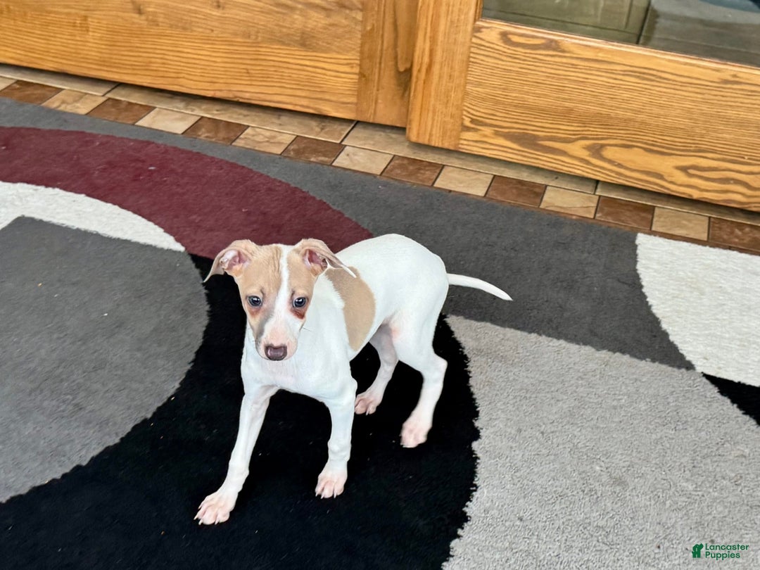 Italian Greyhound dogs for sale: Cindy - Ad 7