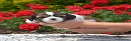 Mixed Breed dogs for sale: Petunia  - Ad 8