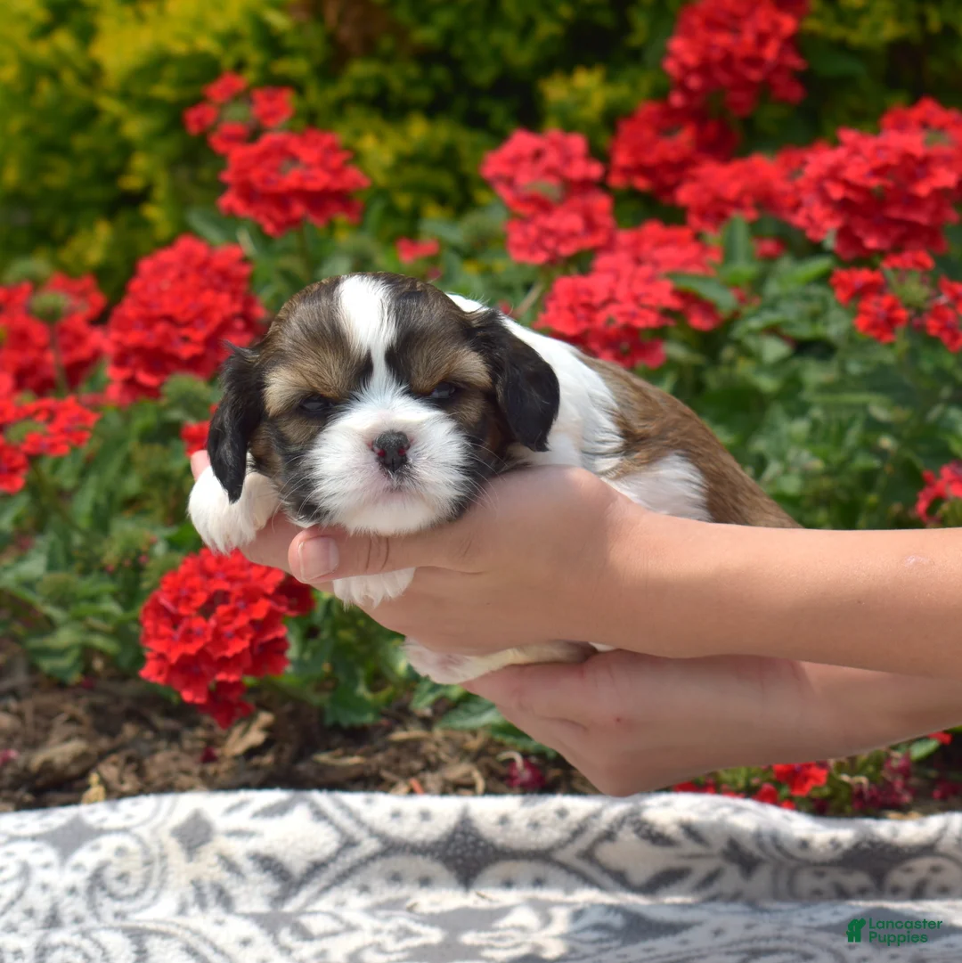 Mixed Breed dogs for sale: Petunia  - Ad 8