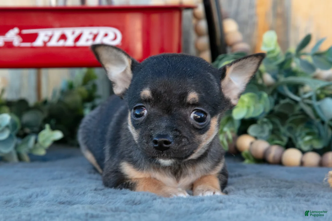 Chihuahua dogs for sale: Heather - Ad 1
