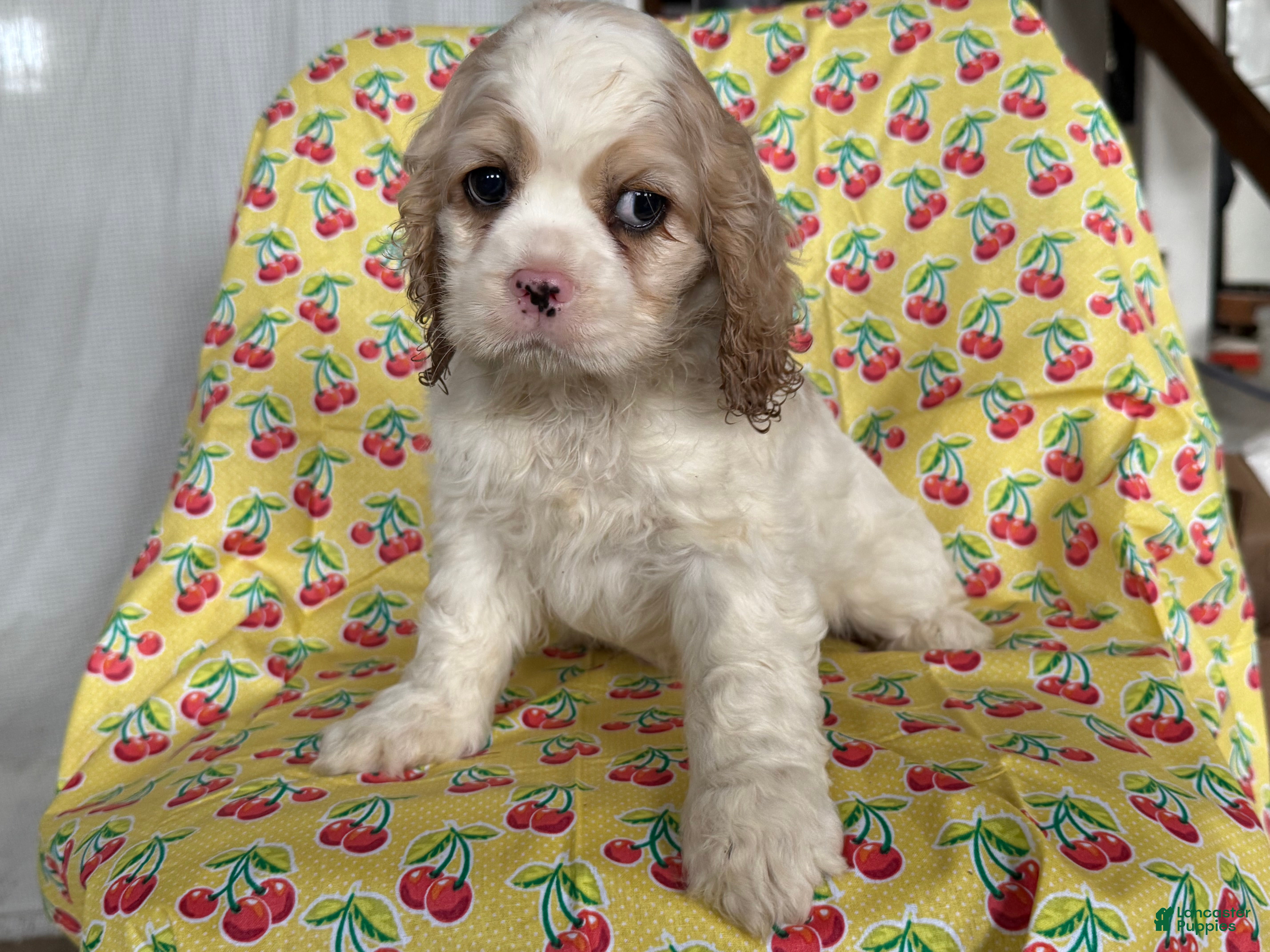 Cocker Spaniel dogs Franky - Ad 8