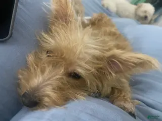 Mixed Breed dogs Mixed Breed Puppy 2 - Ad 40