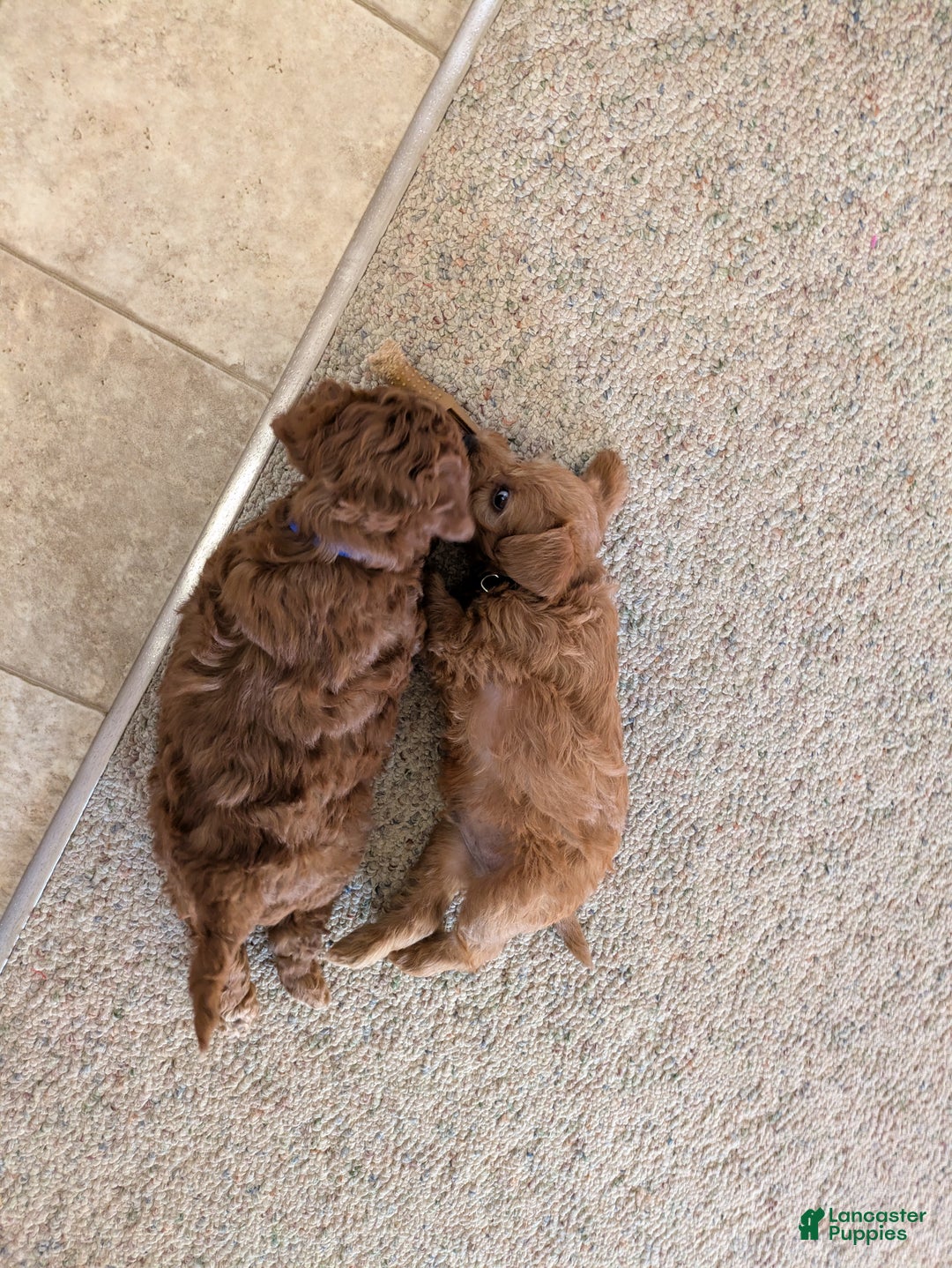 Jackapoo dogs for sale: Jasper - Ad 13