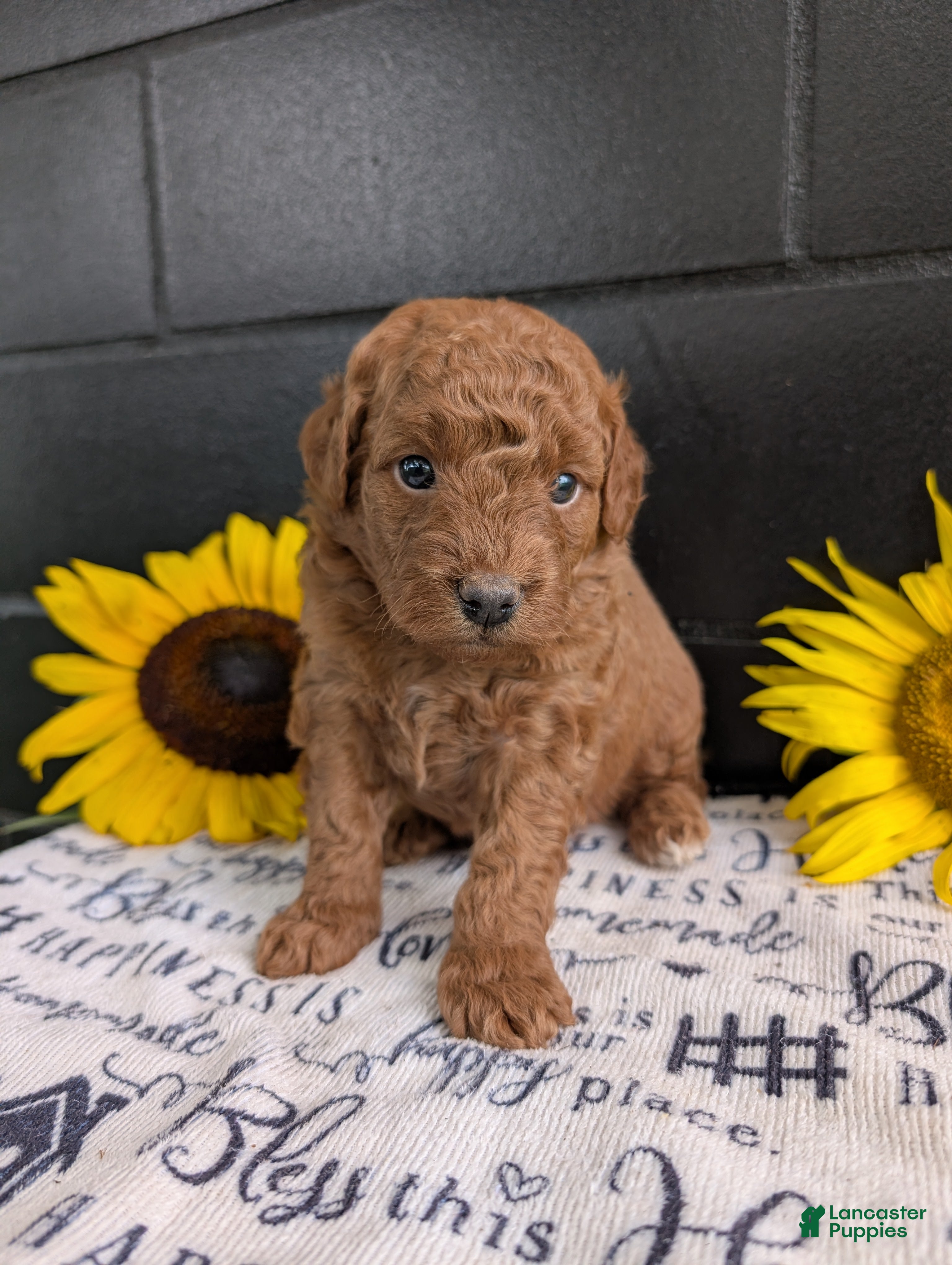 Mini Goldendoodle dogs Mini -Mo - Ad 2