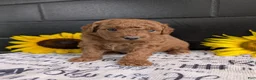 Mini Goldendoodle dogs for sale: Mini -Mo - Ad 2