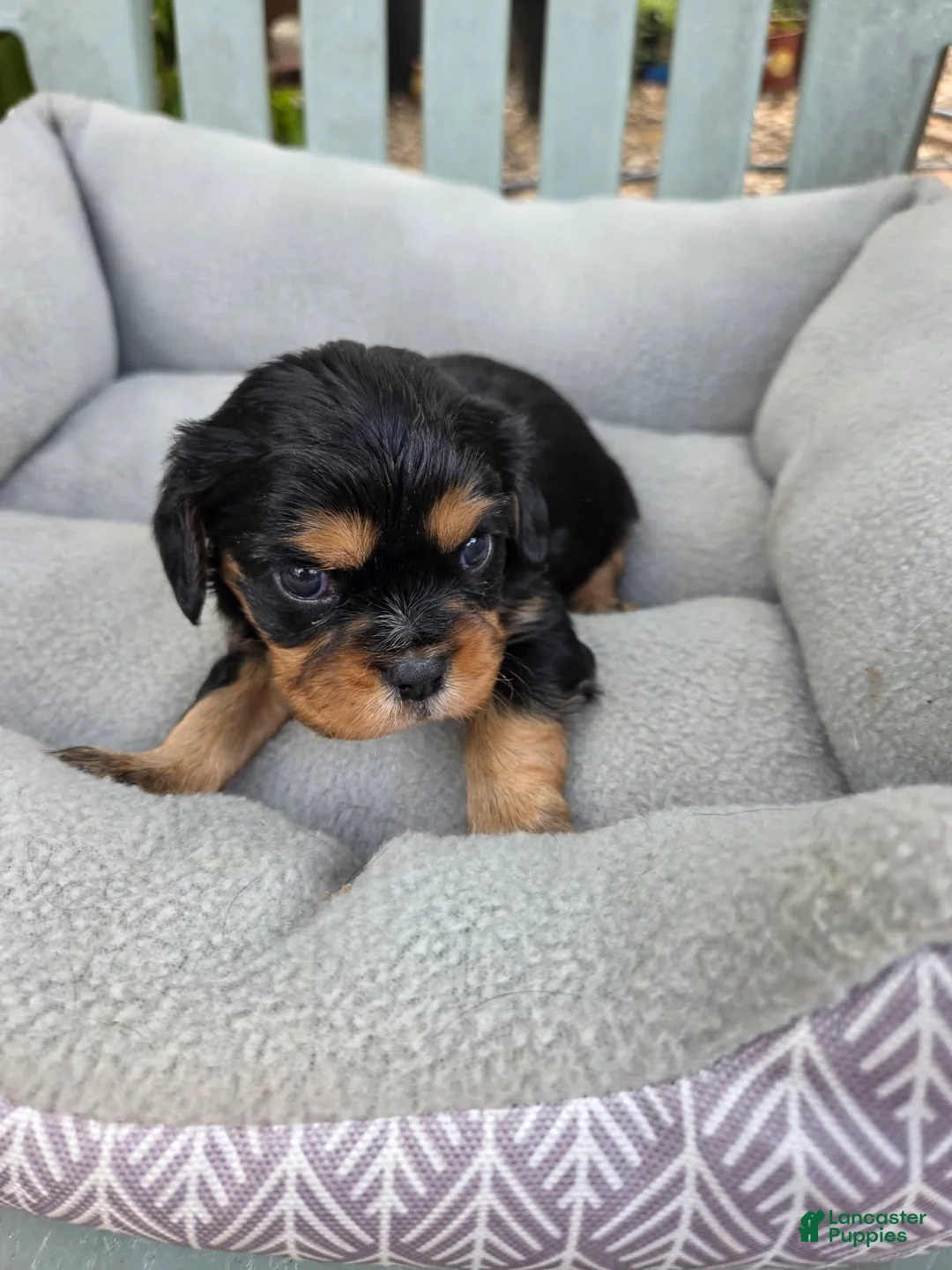 Cavalier King Charles Spaniel dogs for sale: Cavalier King Charles Spaniel 1 - Ad 2