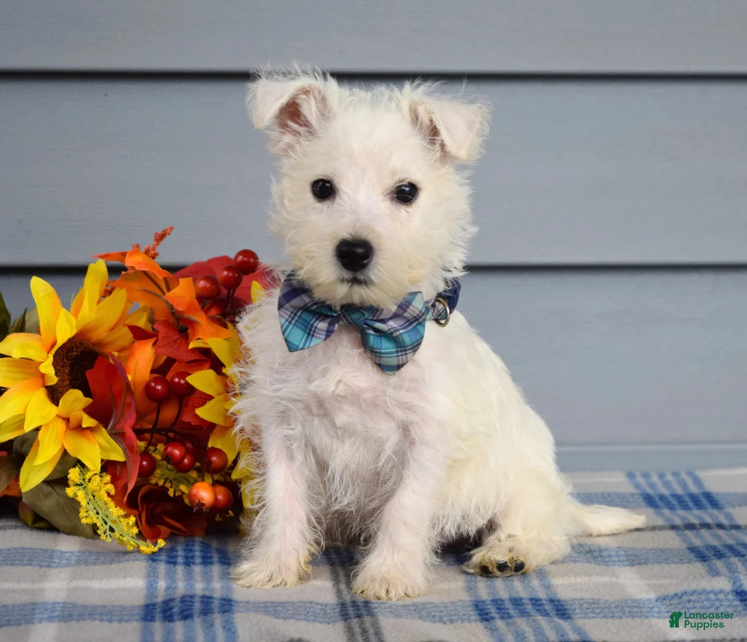 West Highland Terrier dogs for sale: Maverick - Ad 2
