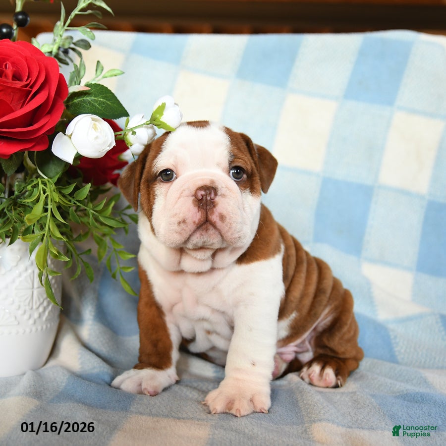 English Bulldog dogs Manny - Ad 9