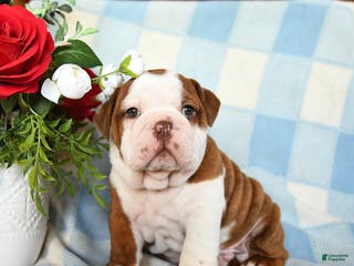 English Bulldog dogs Manny - Ad 18