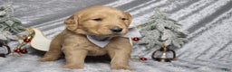 Golden Retriever dogs for sale: Frosty  - Ad 7