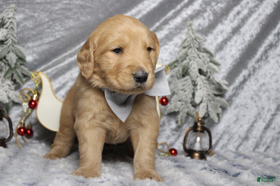 Golden Retriever dogs for sale: Frosty  - Ad 7