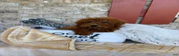 Mixed Breed dogs for sale: Jenny - Ad 2