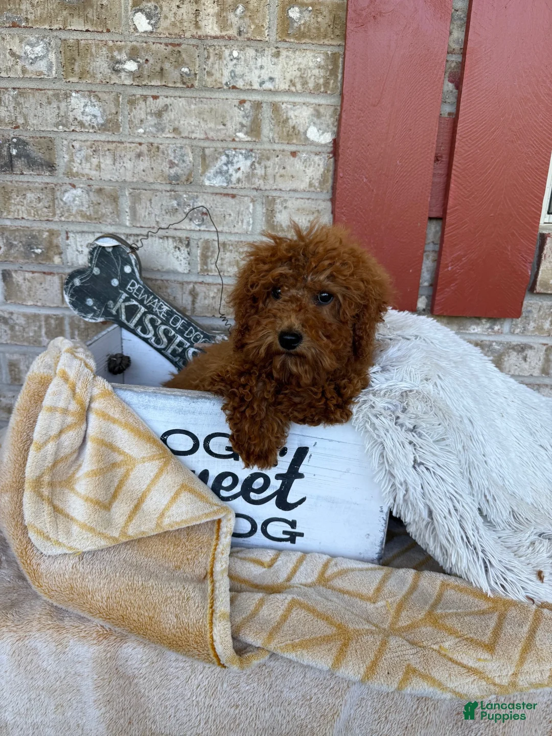 Mixed Breed dogs for sale: Jenny - Ad 2
