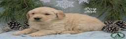 Golden Retriever dogs for sale: Perry - Ad 3