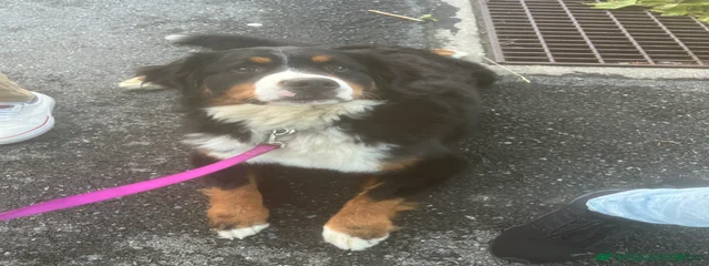 Bode