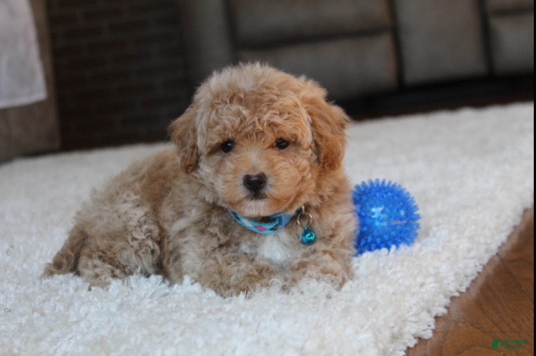 Cockapoo Bichon Poo Rescue Small Paws Rescue Bichon Poodle Rescue