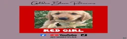 Golden Retriever dogs for sale: Red Girl - Ad 1