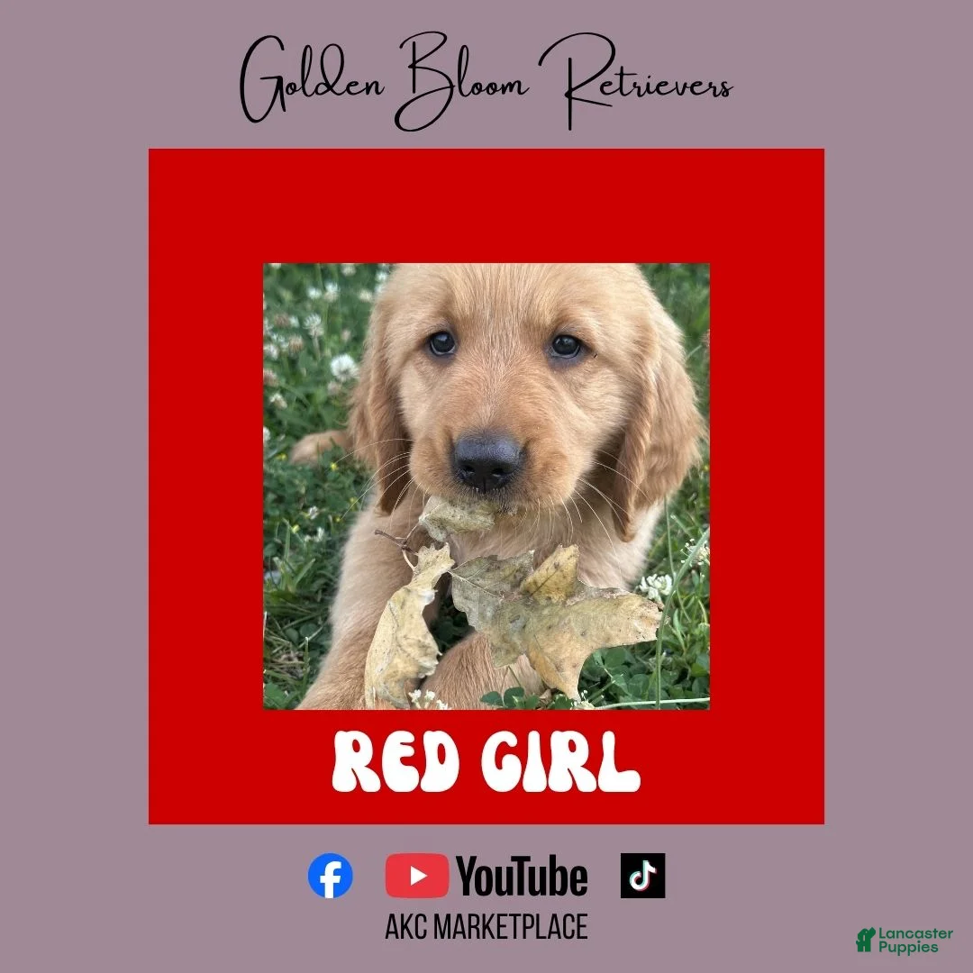 Golden Retriever dogs for sale: Red Girl - Ad 1