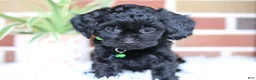 Cavapoo dogs for sale: Onyx - Ad 10