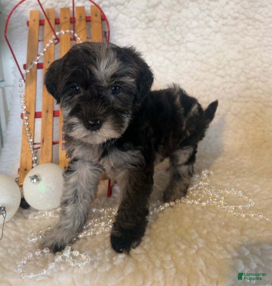 Whoodle dogs for sale: Frisky - Ad 1