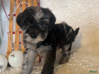 Whoodle dogs Frisky - Ad 6