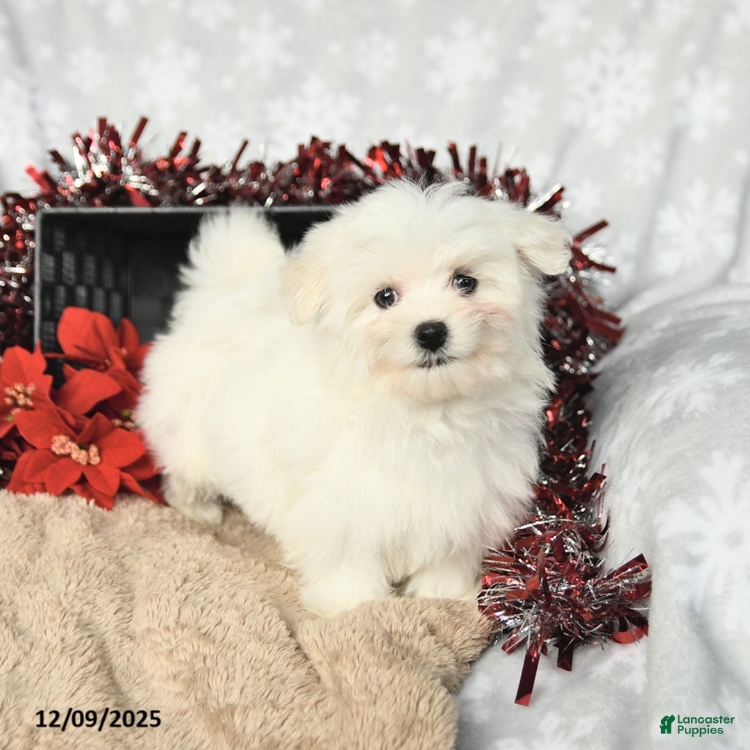 Maltese dogs for sale: Holly - Ad 1