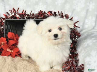 Maltese dogs Holly - Ad 2